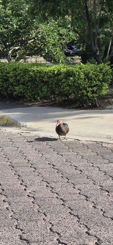 Domestic Muscovy Duck