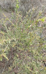 Acacia aspera