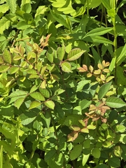 multiflora rose