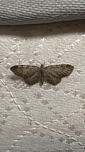 iNaturalist observation photo of Pug Moths