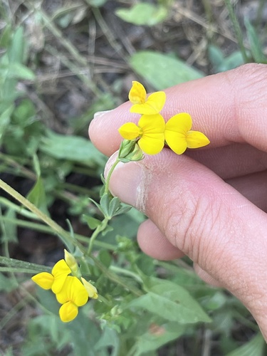 bird's-foot trefoil