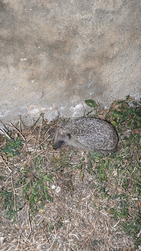 Common Hedgehog