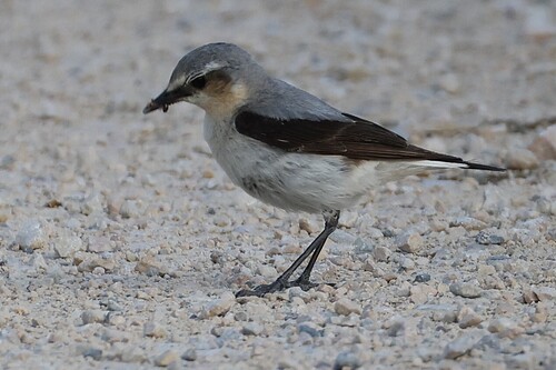 Northern Wheatear