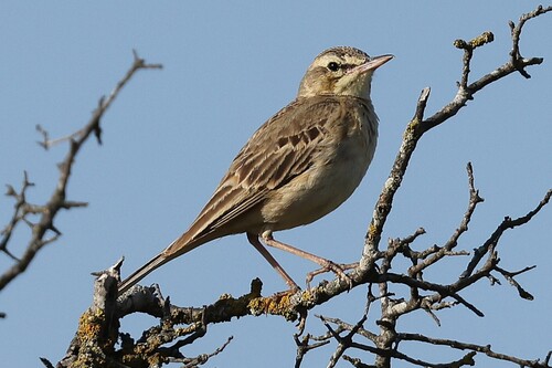 Tawny Pipit