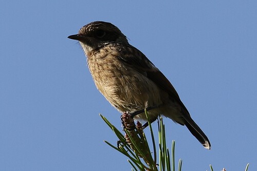 European Stonechat