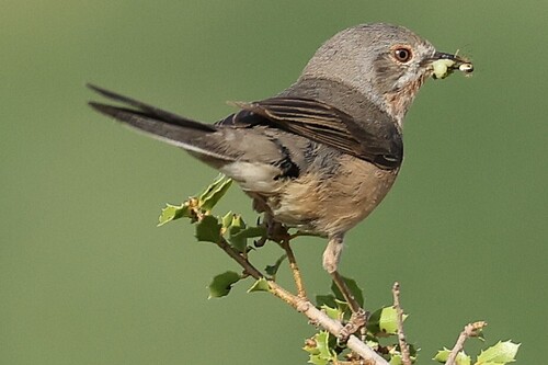 Western Subalpine Warbler