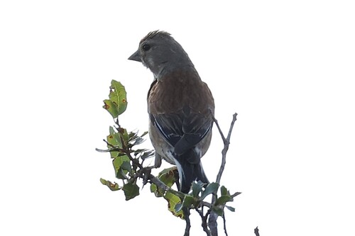 Eurasian Linnet