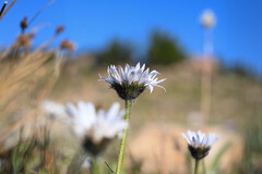 Erigeron melanocephalus, photograph (c) Anders Hastings, some rights reserved (CC BY)
