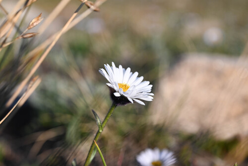 Erigeron melanocephalus, photograph 4