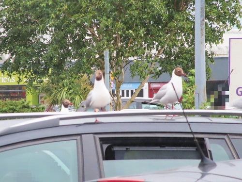 Black-headed Gull