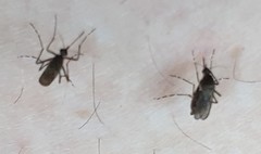 Aedes vigilax