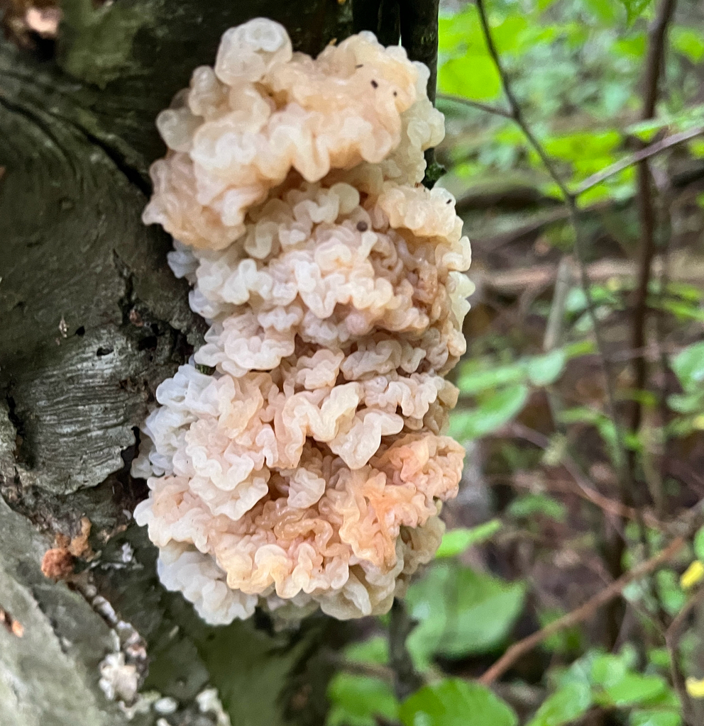 white jelly fungus · June 2026 · photo: Photo: (c) Sandra Keller, some rights reserved (CC BY) · iNaturalist