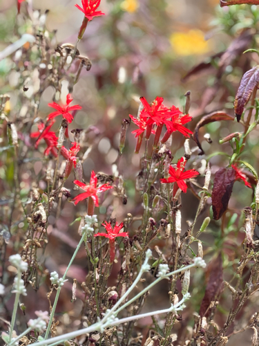 cardinal catchfly