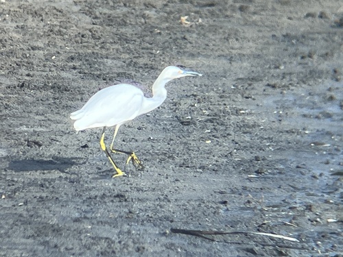 Snowy Egret