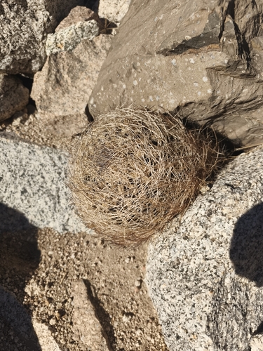 Eriosyce eriosyzoides