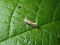 Phyllonorycter quercifoliella