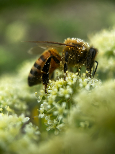 Western Honey Bee