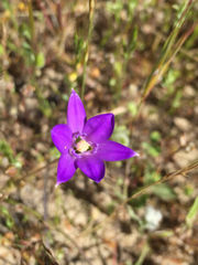 Brodiaea