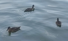 Mallard