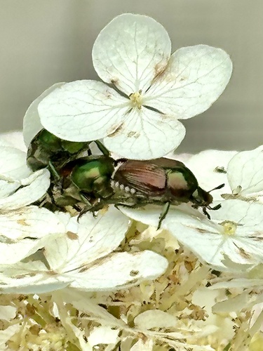 Japanese Beetle