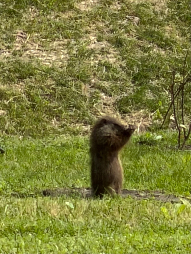 Groundhog