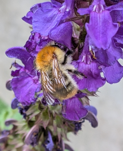 Common Carder Bumble Bee