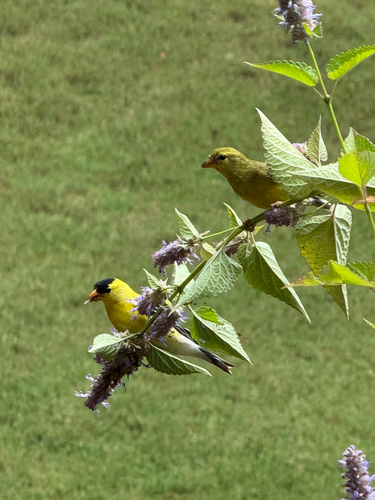 American Goldfinch