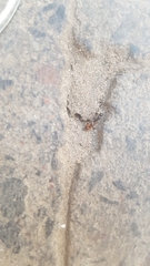 Solenopsis punctaticeps