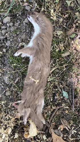 Least Weasel