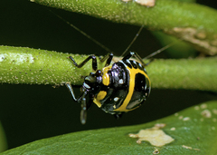 Grossiana persignata