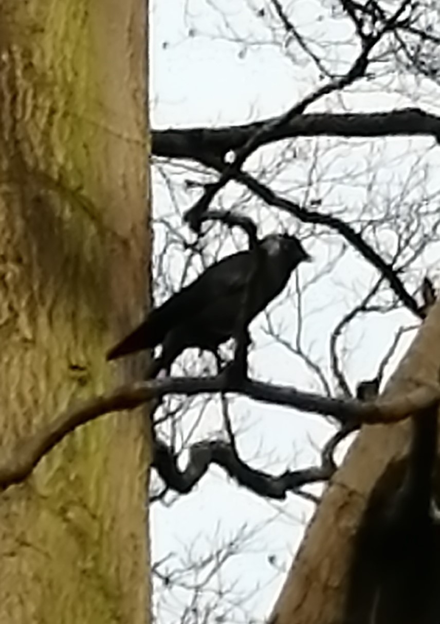 Western Jackdaw