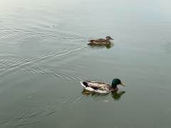 Mallard