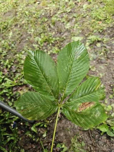 Ohio buckeye