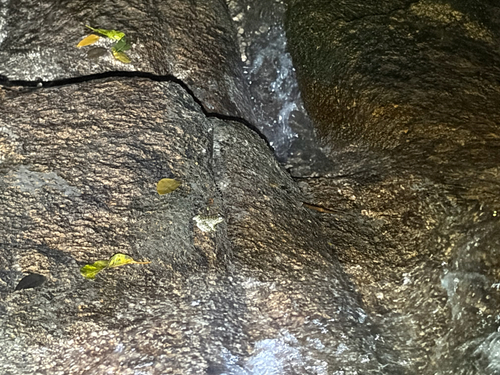 Hong Kong Cascade Frog