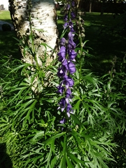Aconitum napellus