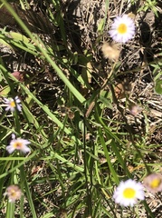 Erigeron procumbens