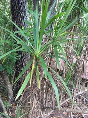 Cordyline murchisoniae