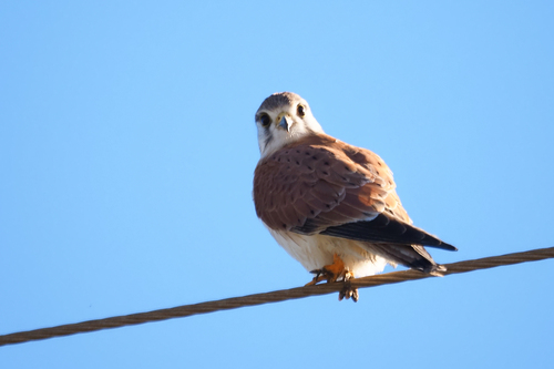 Nankeen Kestrel
