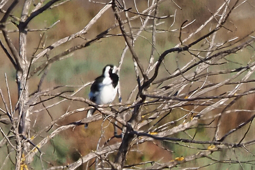 Magpie-lark