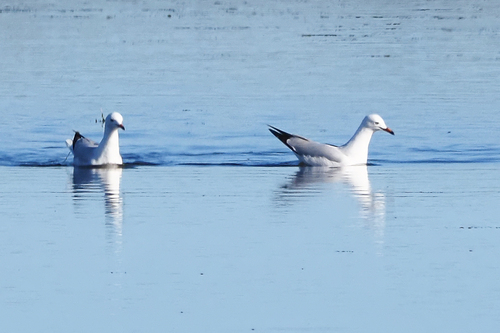 Silver Gull
