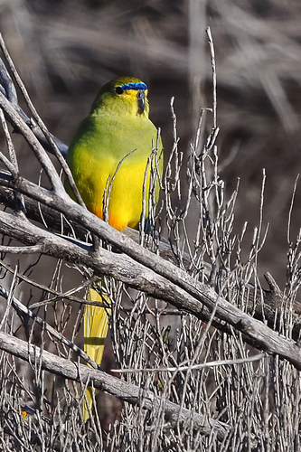 Elegant Parrot