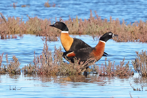 Australian Shelduck