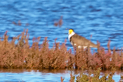 Black-shouldered Masked Lapwing