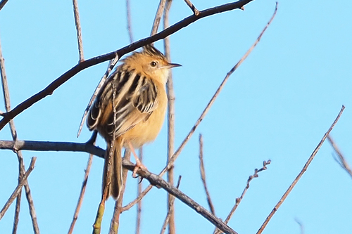 Golden-headed Cisticola