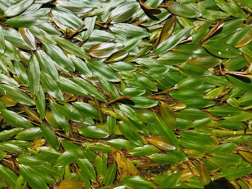 Longleaf Pondweed