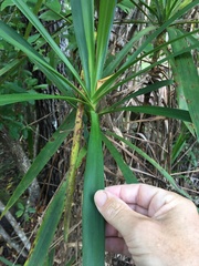 Cordyline murchisoniae