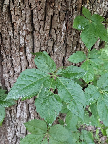 Virginia creeper