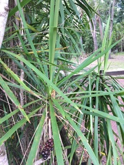 Cordyline murchisoniae