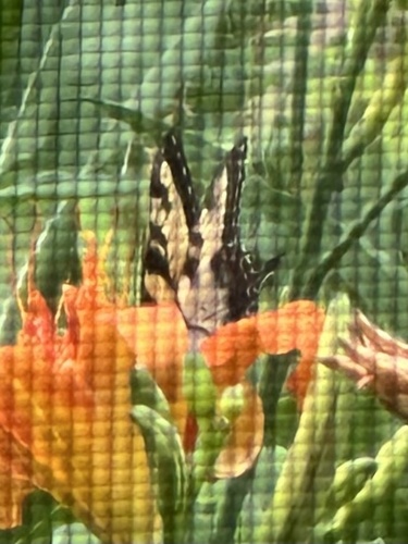 Eastern Tiger Swallowtail