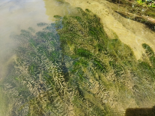 Brazilian elodea